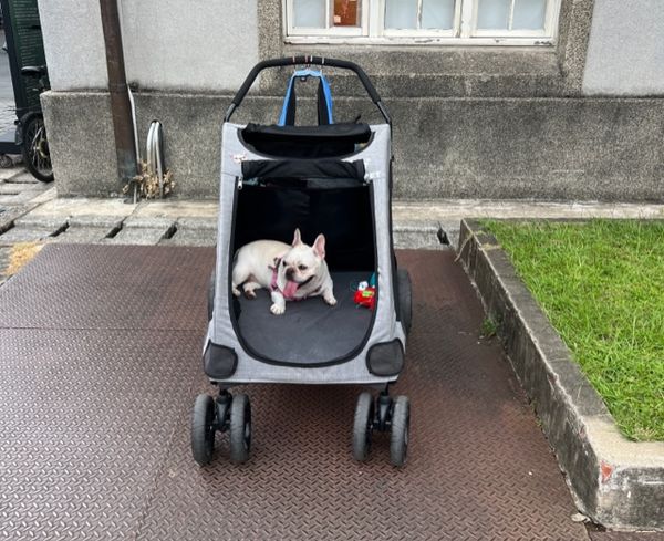 Bulldog chilling in a stroller at Huashan