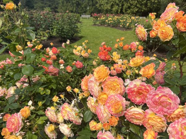 Rose Garden in Stanley Park