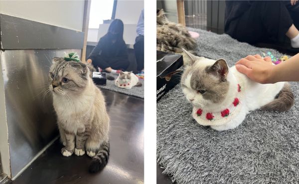 Yeonnamdong cat cafe